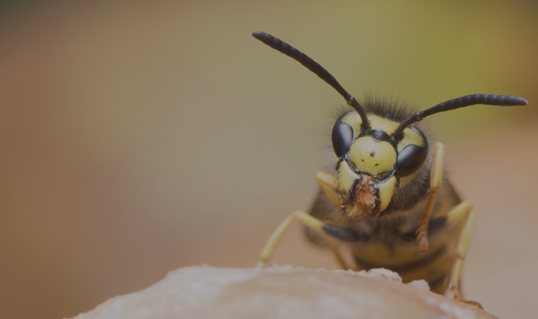 Why Hiring a Professional Wasp Exterminator Is the Smartest Move
