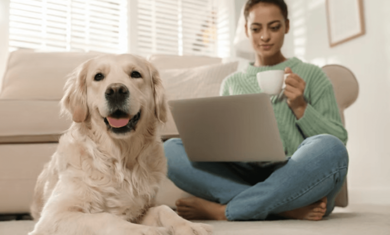 The Role Of Dog Training Services In Shaping Obedient And Happy Pets