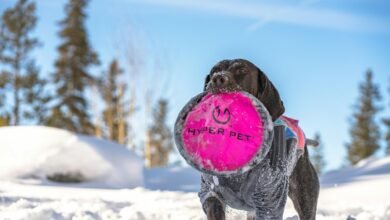 nexus hyper arc model